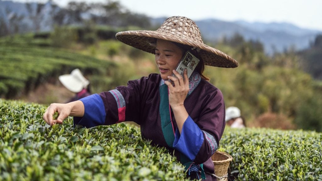 Productora en plantación de la industria del té en China utiliza tecnología móvil en cultivo inteligente