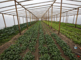 Texto alternativo: Productores de frutilla trabajan en una quinta de Florencio Varela