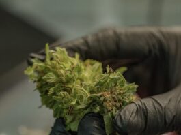 cannabis medicinal
